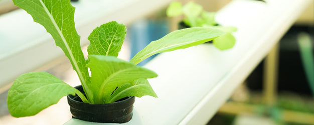 Is PVC Safe for Gardening and Aquaponics?