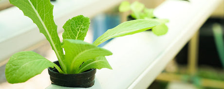 Is PVC Safe for Gardening and Aquaponics?