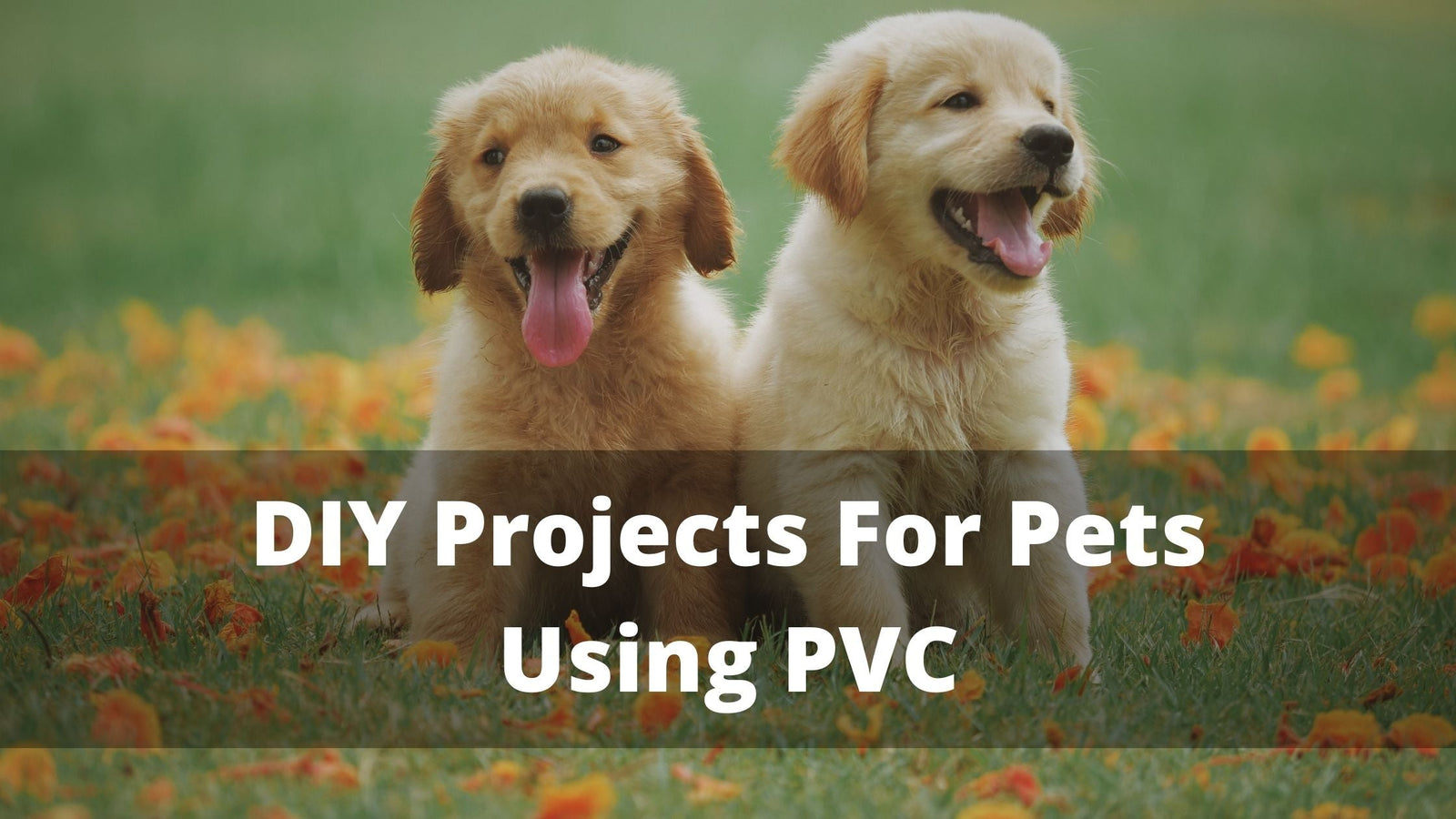 DIY Projects for Your Pets Using PVC