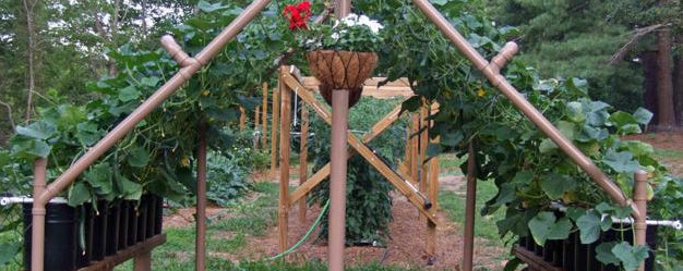 How to Make a Garden Trellis Using PVC – A DIY Project